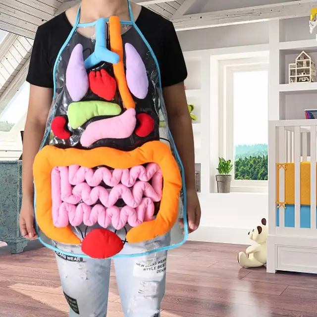 Educational Insights Toys For Children Anatomy Apron Human Body Organs