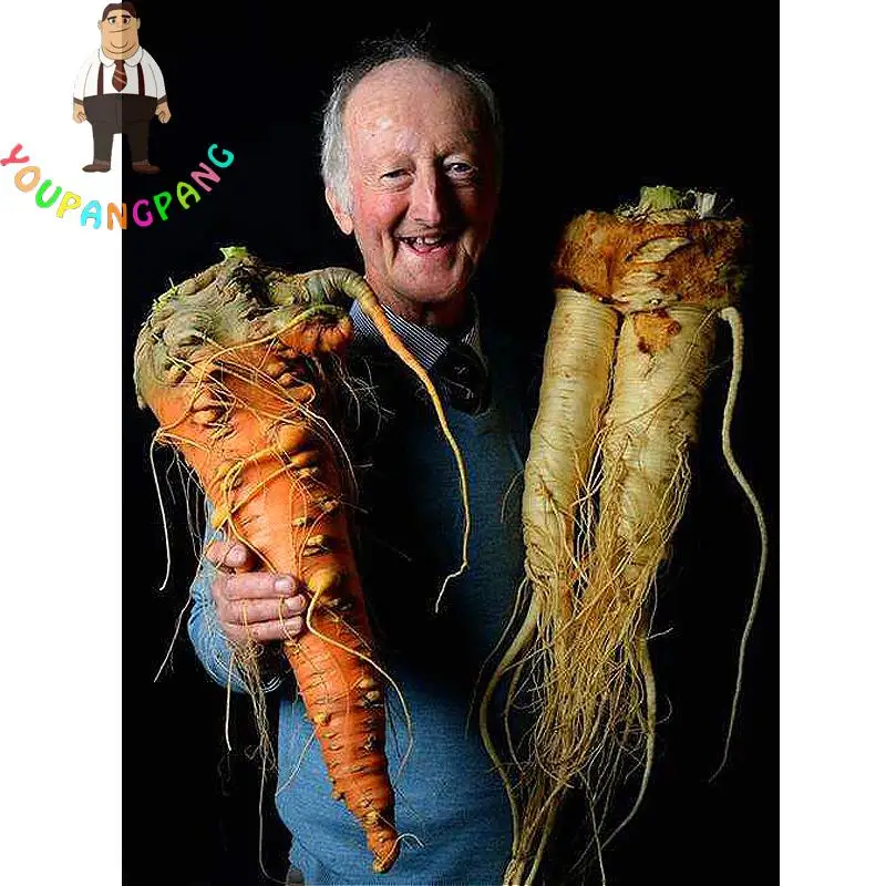100-Pcs-bag-Ginseng-Benih-Wortel-Wortel-Benih-Sayuran-Organik-font-b-Heirloom-b-font-Sayuran.jpg