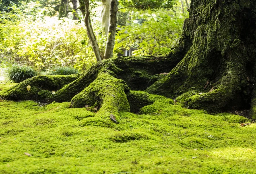 

Laeacco Natural Backdrops Green Old Tree Moss Grass Scene Baby Portrait Party Photographic Backgrounds Photocall Photo Studio