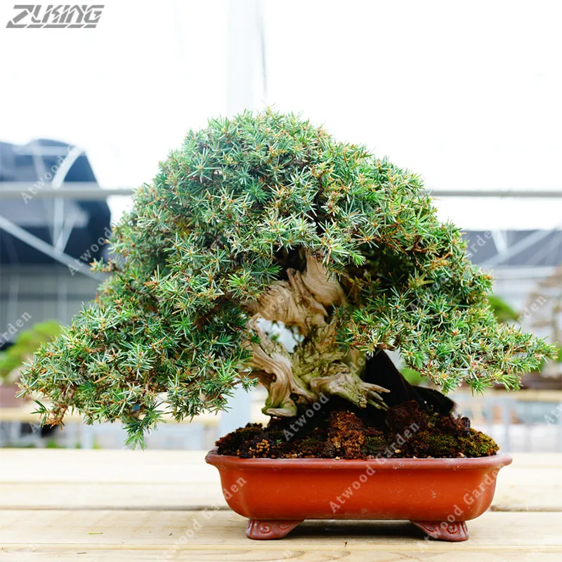 ZLKING Juniper Bonsai Tree Office Bonsai Plant Purify The Air Absorb Harmful Gases 20 /bag