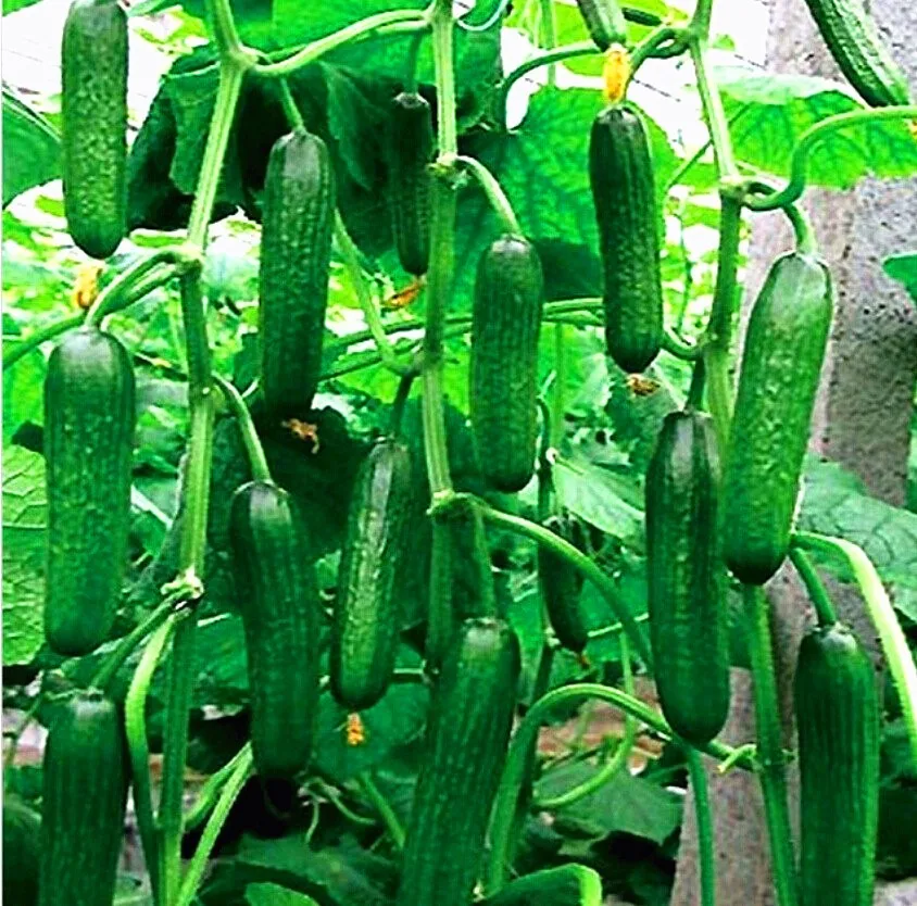 cucumber
