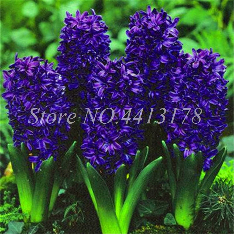 100 pcs Bonsai Hyacinth Perennial Hyacinth Potted Plant, Indoor Planta Easy Grow In Pots, Bonsai Flower Plants for Home Garden
