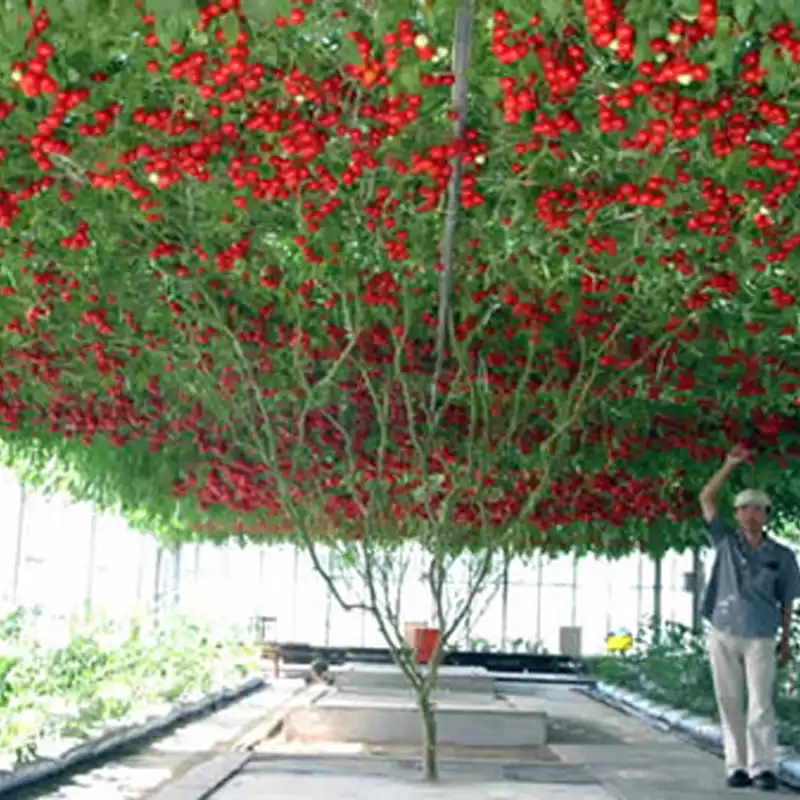 Heirloom Giant Tomato Tree 200 Healthy Delicious Nutritious Edible