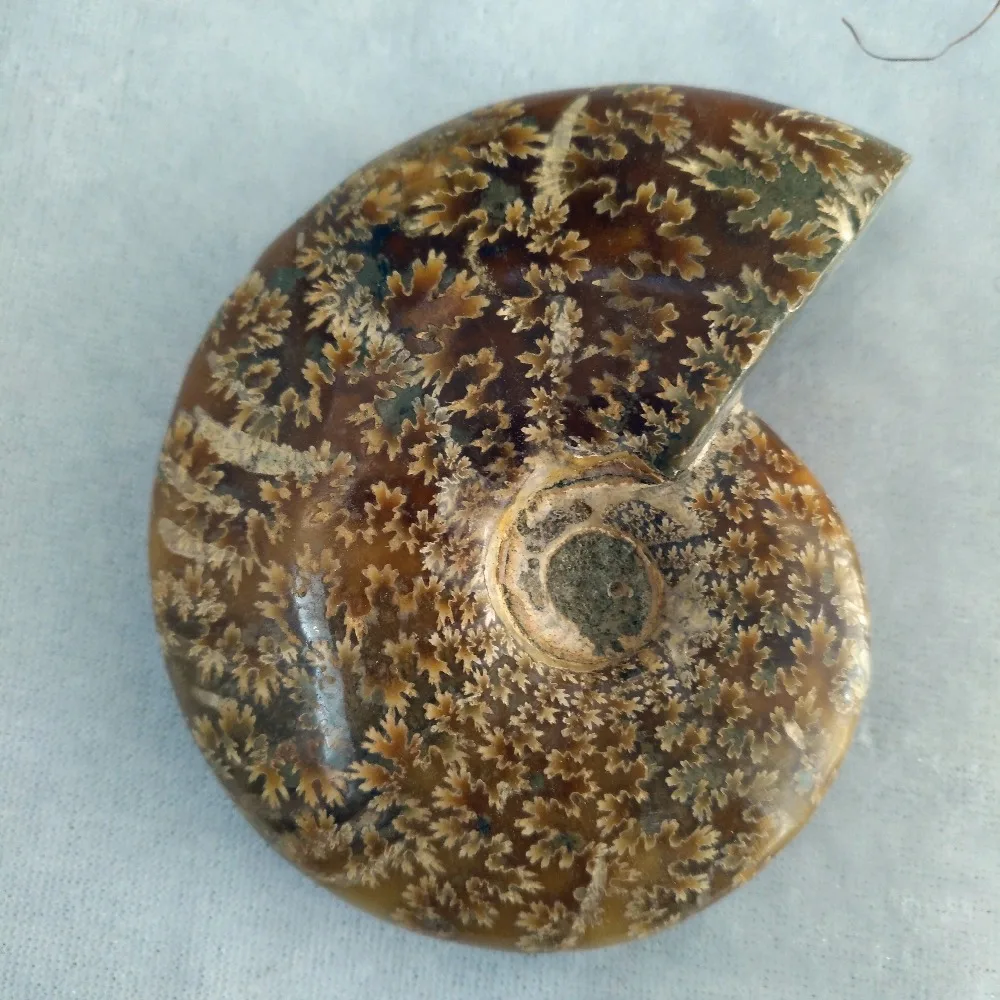 

Natural conch polished Jade Pattern Ammonite Fossil Madagascar free shipping