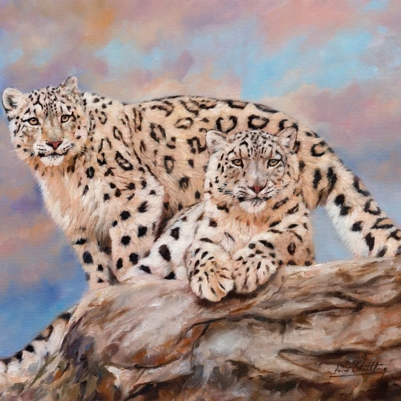 Snow Leopards on Rock Poster Print by David Stribbling (14 x 11)