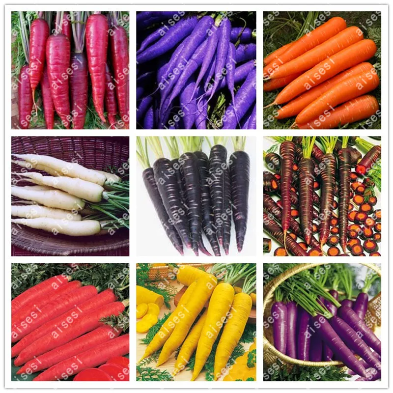 

200Pcs/ Parisian Carrot Bonsai Non-GMO Vegetable Bonsai Kitchen Assisted Food Outdoor Plants Pot For Home Garden Edible Plant