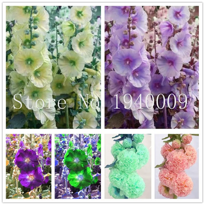 

Rare Hollyhock Plants Bonsai Althaea Rosea Flower Plantas Home Garden Outdoor Flowers 200 Pcs/Bag Hollyhock flores Bonsais Plant