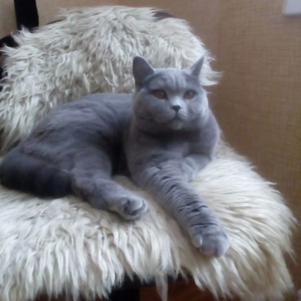 

Meian Diamond Painting,3d, "cat",Diamond Embroidery,5d, diy,Cross Stitch,Diamond Mosaic,Needlework,Full,Picture,Home Decoration