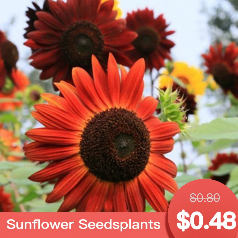 

18pcs Sunflower Seeds Garden Seedsplant Outdoor Flower Seedlings Natural Plants Flower Sale Items Garden Decor Bonsai Flowers