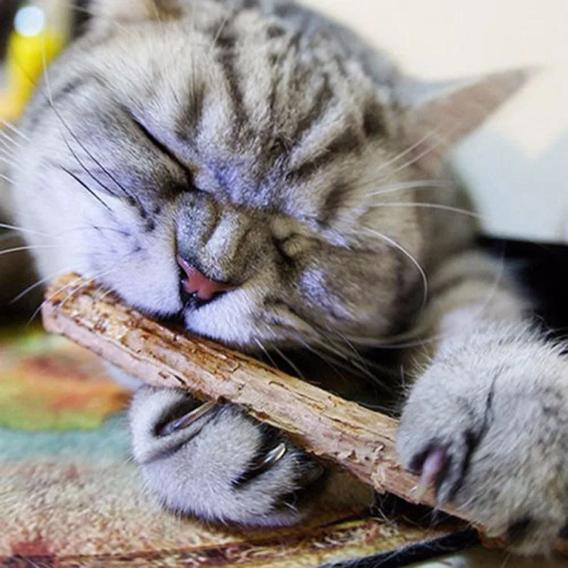 5pcs Pet Cat Kitten Wood Pure Natural Catnip Pet Cat Molar Toothpaste Stick Cat Cleaning Teeth Teeth Cat Snacks Pet Supplies set (6)