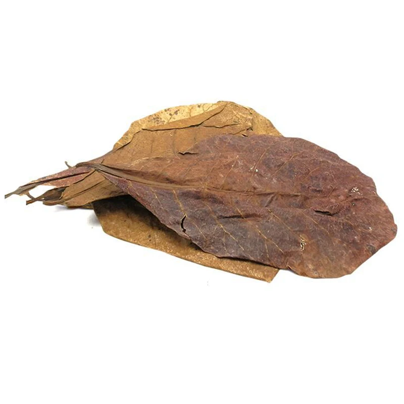 Bactericide leaf Pure natural Olive leaves adjust PH value Reducing acid regulation Improve water quality antibacterial | Дом и сад