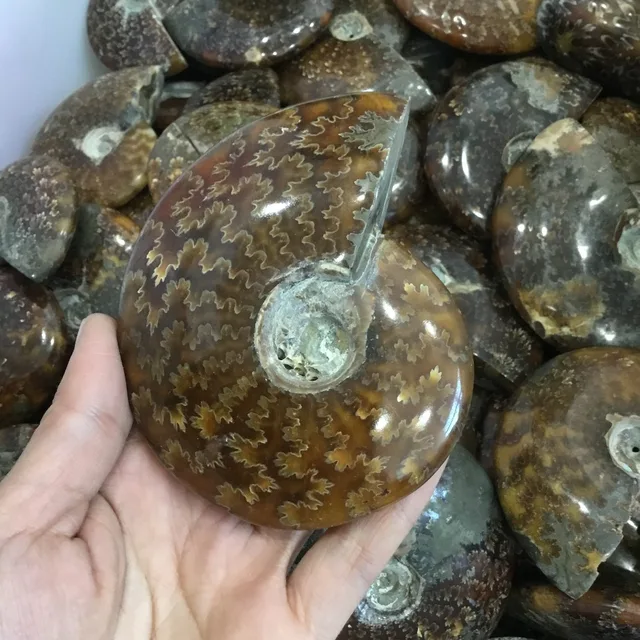 Cheap Natural Ammonite Fossils conch fossil specimen Madagascar for decoration Cheap Natural Ammonite Fossils conch fossil specimen Madagascar for decoration