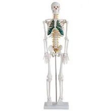 Репродуктивного модели органов для surginal доктора тренировку 85 см людей позвоночника модель скелета