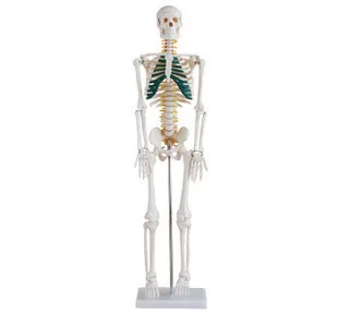 

Reproductive organs MODELS FOR surginal doctor training 85cm humans spine skeleton model