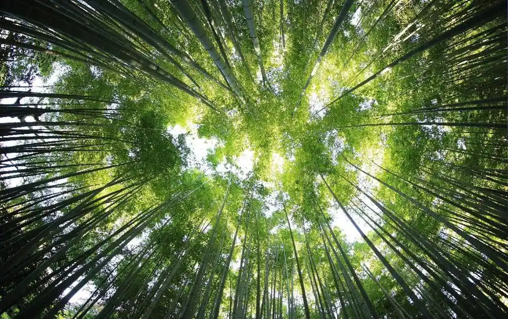 3d 壁紙現代風景天井竹林 3d 壁紙リビングルームのベッドルームの 3d 天井壁画家の装飾 壁紙 Aliexpress 3d 壁紙現代風景天井竹林 3d 壁紙リビングルームのベッドルームの 3d 天井壁画家の装飾 壁紙 Aliexpress