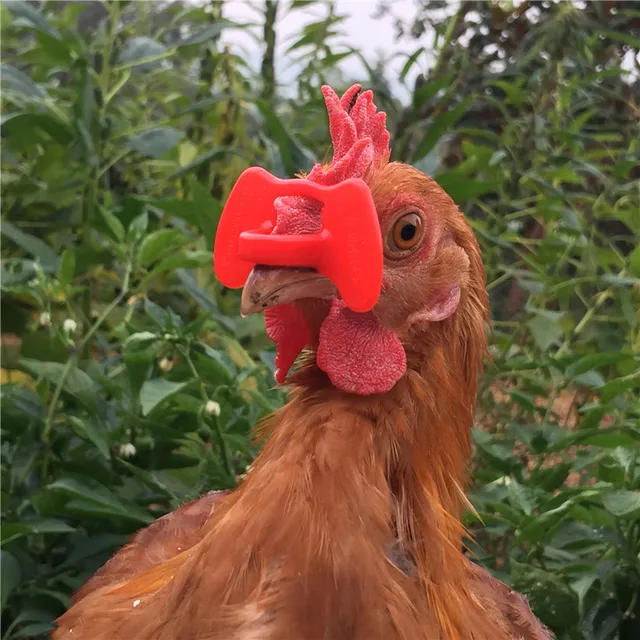500 products no bolt chicken glasses chicken management device 500 products no bolt chicken glasses chicken management device pigeon quail goggles anti pecking glasses