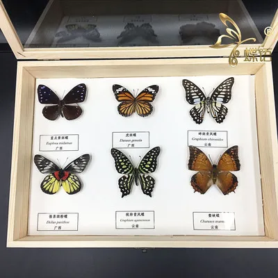 

Insect specimens Butterfly specimens Biological science instrument