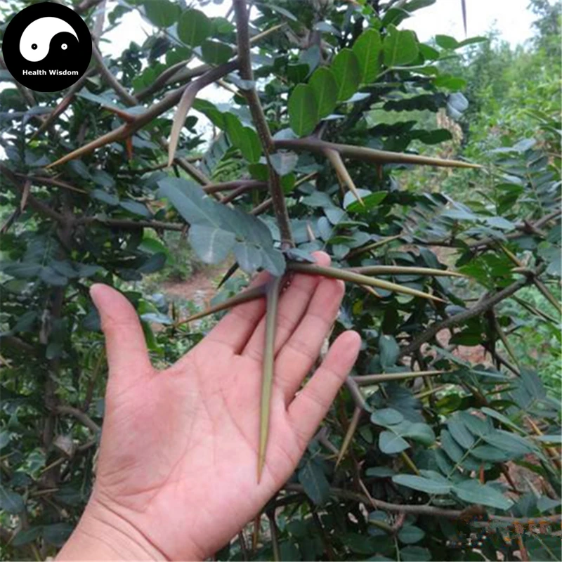 

Buy Gleditsia Tree Semente 60pcs Plant Gleditsia Sinensis Tree For Honeylocust