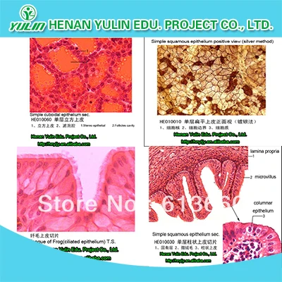 epithelial tissue slides