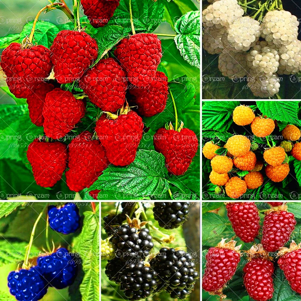 

600 Pcs Rare Raspberry Organic Fruit Bonsai Plants Green Red Blue Purple Black Raspberry For Home Garden Plant Easy To Grow