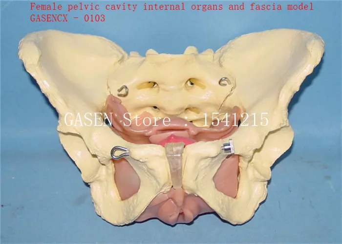 GASENCX-0103