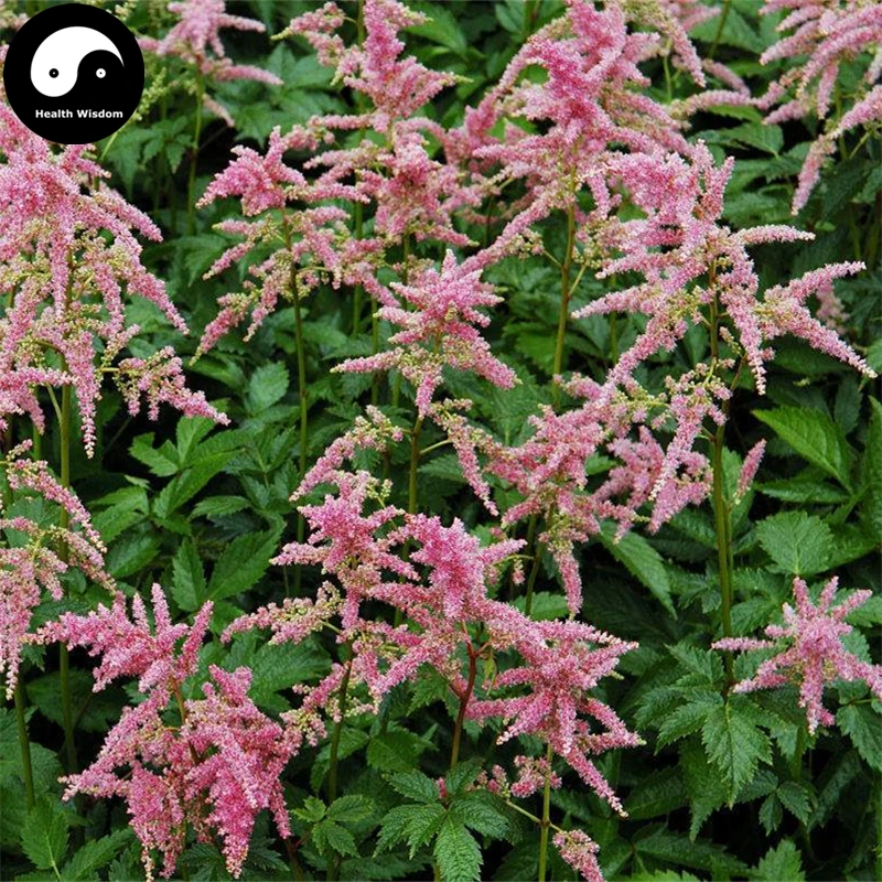 Купить китайский Astilbe Semente 100 шт. завод Astilbe Chinensis для Luo Синь-фу