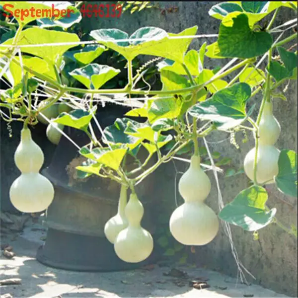 

New 10Pcs Bottle Gourd Bonsai Big Wine Gourd Spoon Lagenaria Siceraria Bonsai Calabash Gourd Vegetable Bonsai Free shipping
