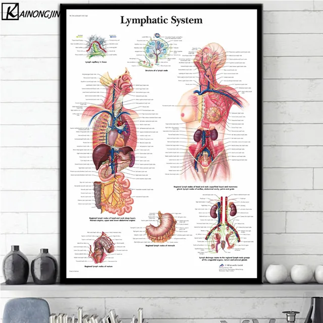 anatomy home decor