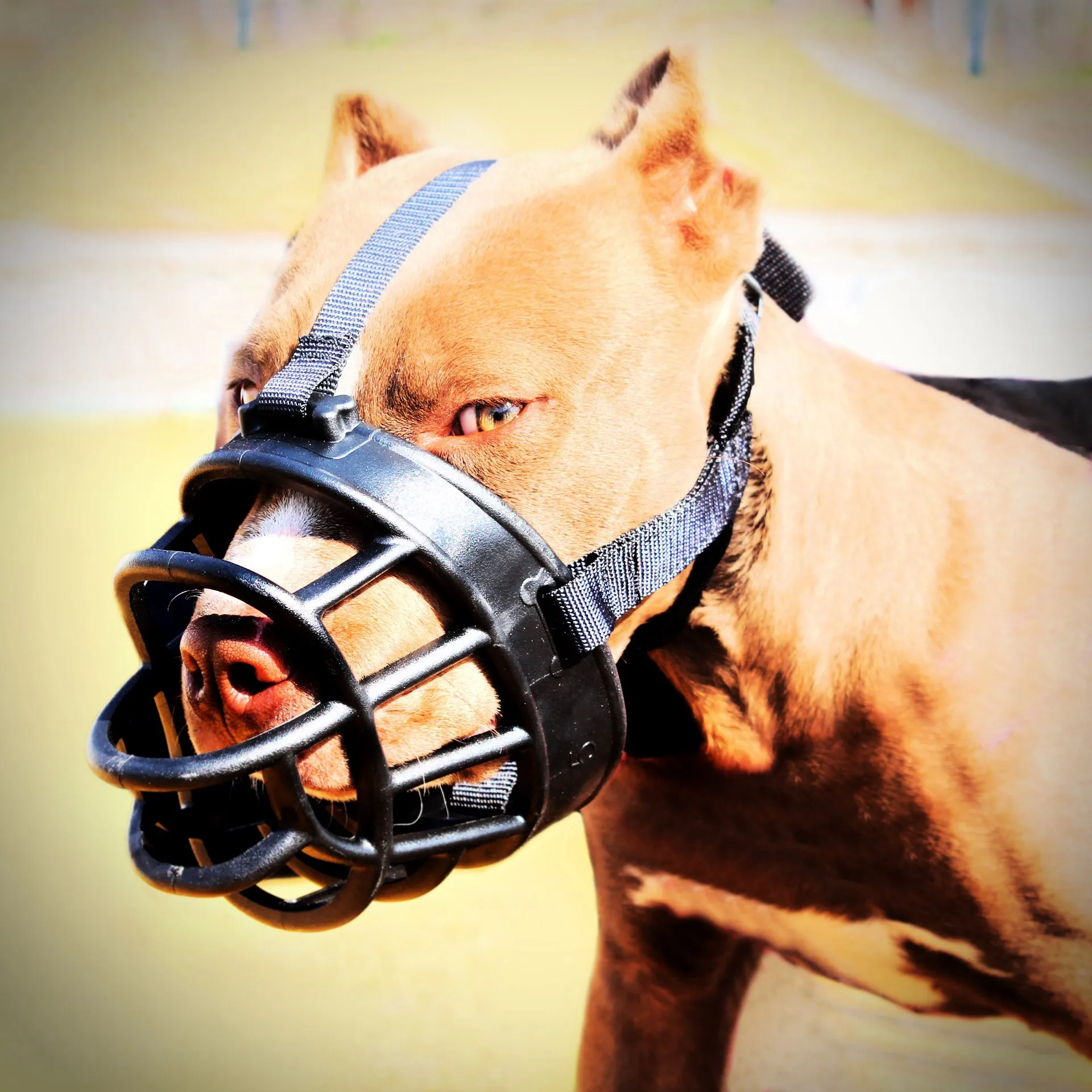 

5 Sizes Silicone Pet Dog Muzzle Adjustable Soft Anti-biting Dogs Chew Muzzles Mouse Mask Basket For Pitbull Retriever Big Dogs