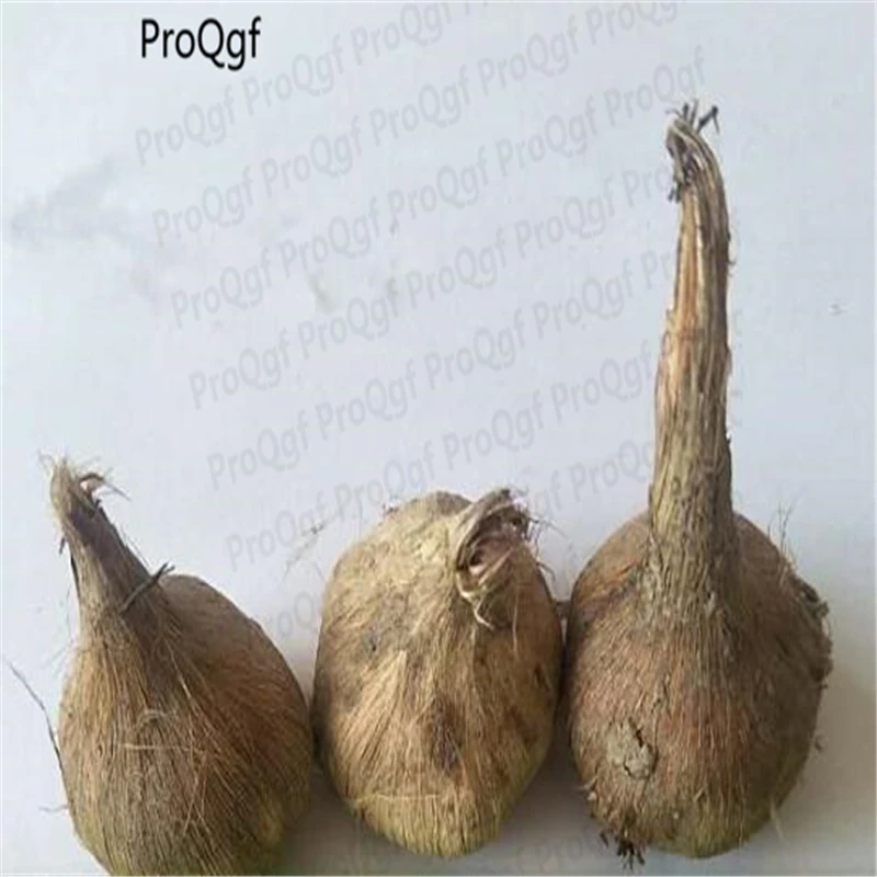 

Ngryise 15Pcs a set Crocus sativus Saffron Bulb