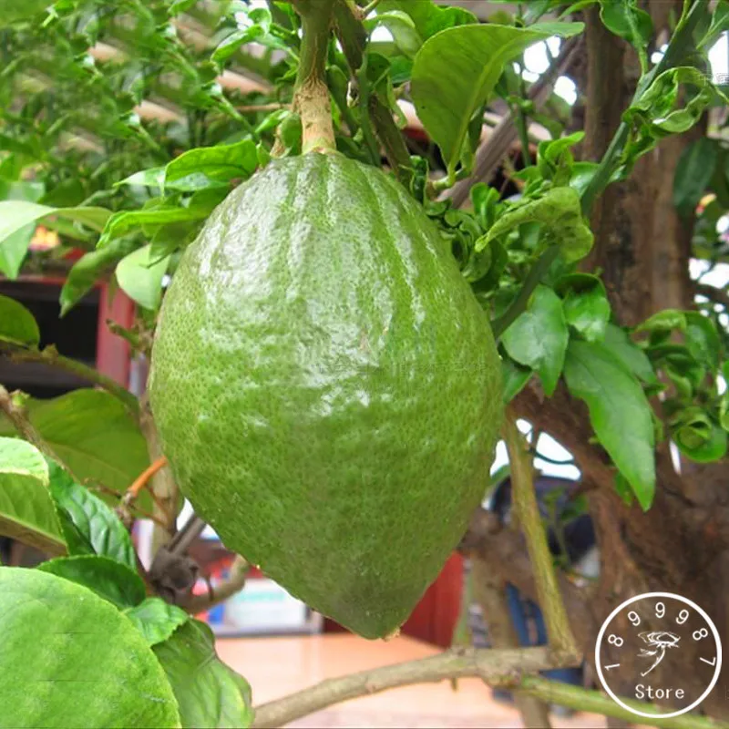 

New Fresh 50 PCS/pack Green Lemon Plants Fruit Garden Terrace flores Potted Bonsai Tree Plantas,#0R8JSB