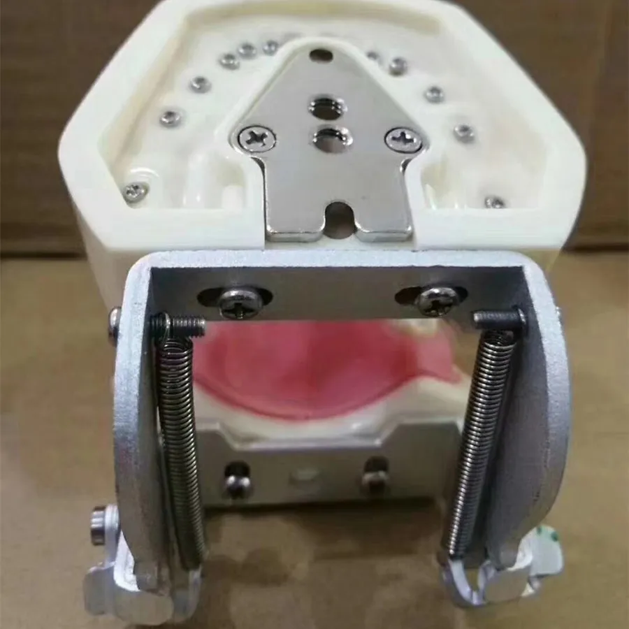 Modelo de Alta Universal tipo Placa Qualidade Dental Removível Dentes Estudo Modelo Dente Cor Amarela 100% 4 Modelo de Ensino Dental