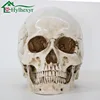 Medical Model Human Head Model Resin Replica In Natural Size 1: 1 Halloween Decoration High Quality Home Decorative Crafts Skull 2