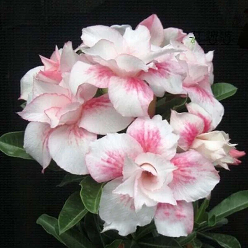 

Unique Light Pink Double Desert Rose Flowers Red Stripe Plants Bonsai Balcony Potted Adenium Obesum Home Garden Flowers 1PCS