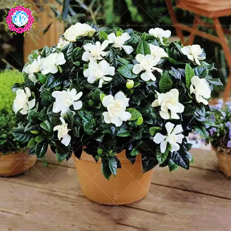 

2pcs/bag Bonsai Gardenia Bulbs (Cape Jasmine ) bonsai flower bulbs potted plants smell Fragrant for home garden planting