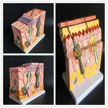 

35/50/70X Skin structure anatomical teaching model hree-dimensional organization hierarchical structure suture teaching mold