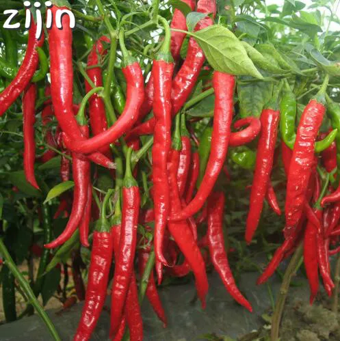 

Long Red chili Pepper plants New Arrival 200pcs Giant Spices Red Hot Pepper bonsai Plants Garden Supplies Interest