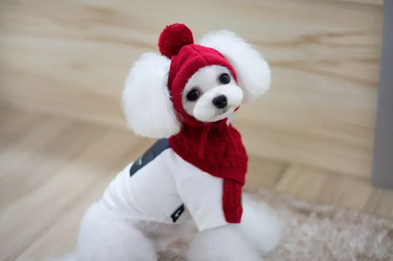 pet hat (7)