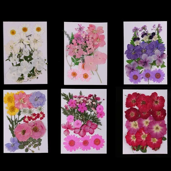 

6 Pack Mixed Lots Natural Real Dried Flowers Pressed Leaves Flowers for Scrapbooking Arts Crafts