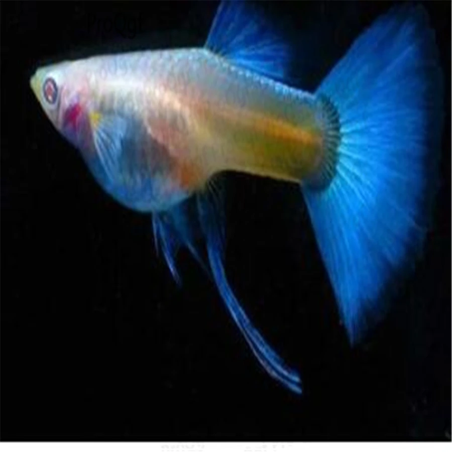 

100Pcs A Set Poecilia reticulata