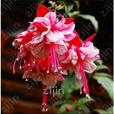 

100Pcs Double Petals Fuchsia Mini Bonsai Potted Flower, Lantern Flower, Hanging Plants De Flores Diy Home Garden Plant