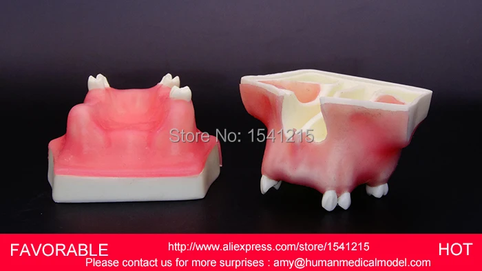

TEETH DENTAL MODEL DENTURES DENTAL TEACHING MODEL,NATOMIACL TOOTH MODELS,MOUTH ORAL CARE MODEL,TOOTH DENTAL MODELGASEN-DEN018