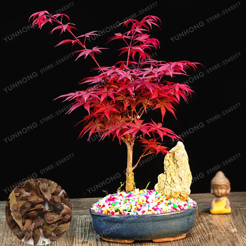 

Potted Plant Bonsai 20 pcs 100% Real Acer Palmatum 'Atropurpureum' Red Maple Tree Bonsai Home Garden Potted plant