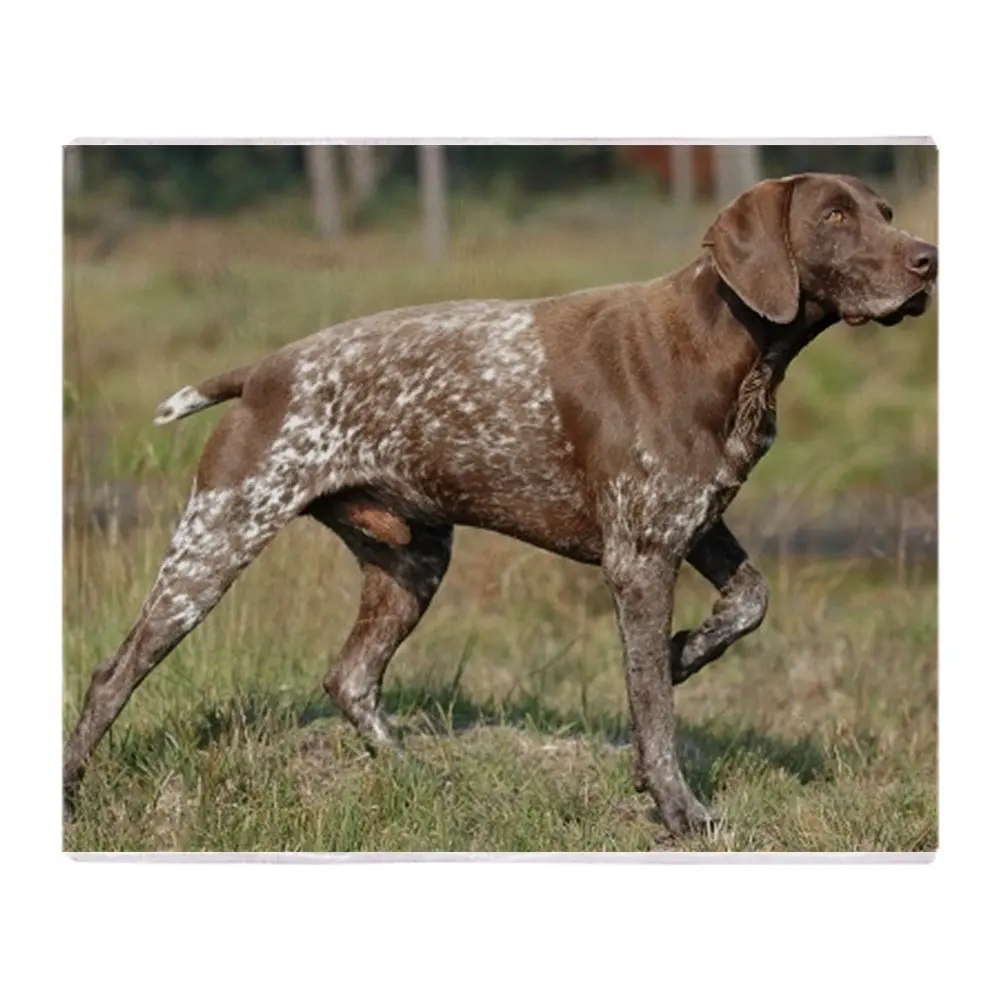 German Shorthair Pointer Full Soft Fleece Throw Blanket Soft Flannel
