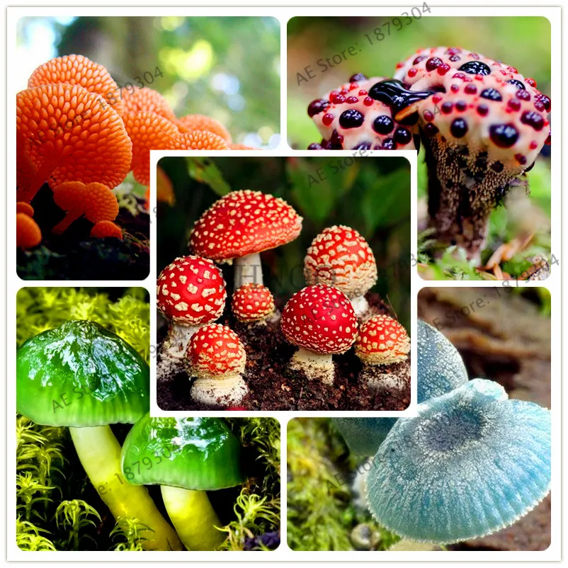 

Big sale!Mushroom bonsai Succlent Plant Edible Ornamental Vegetable Mushroom flores For home and garden 100pcs/bag