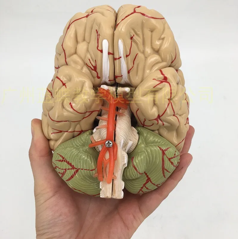 

1:1 Medical Teaching Anatomical Brain Model with Cerebral Arteries