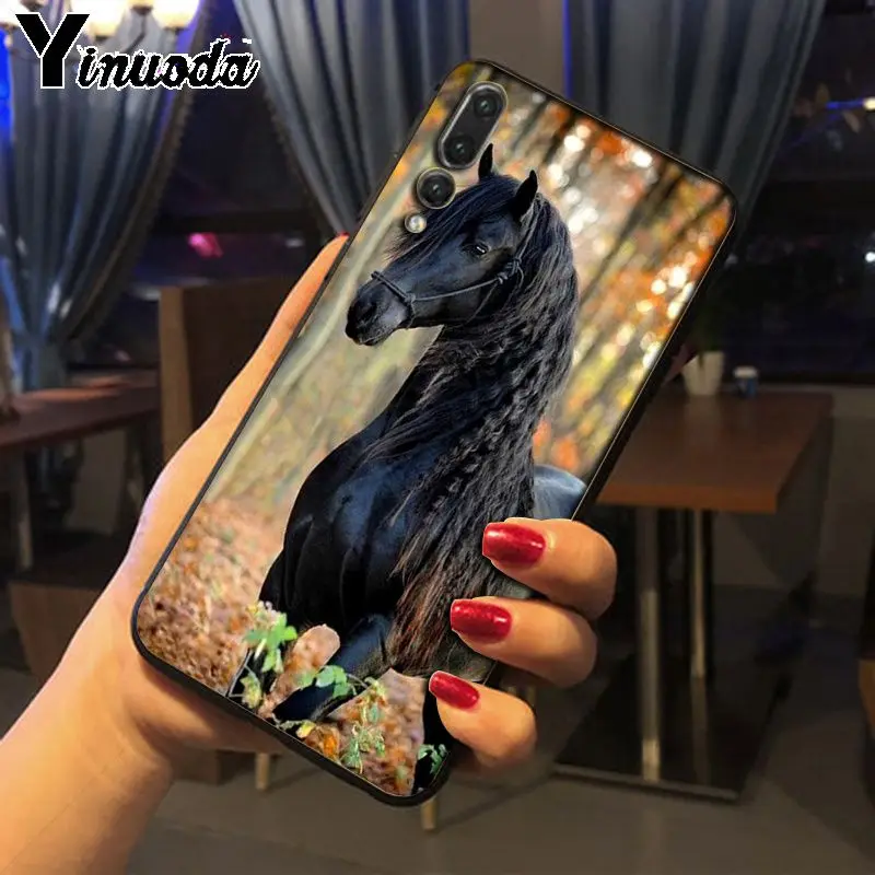 horse animal