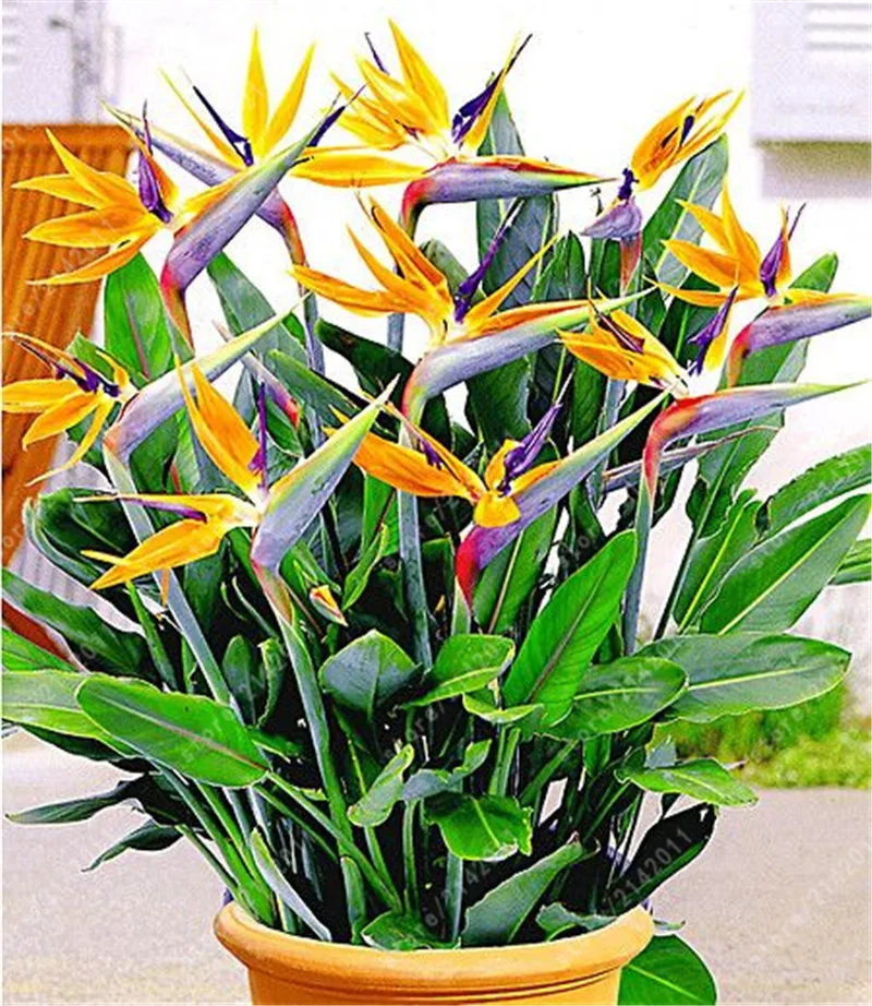 real Strelitzia Reginae plants Hybrid Bird Paradise Rare Flower Bonsai Plants Home Garden Potted Plant Flower real Strelitzia Reginae plants Hybrid Bird Paradise Rare Flower Bonsai Plants Home Garden Potted Plant Flower