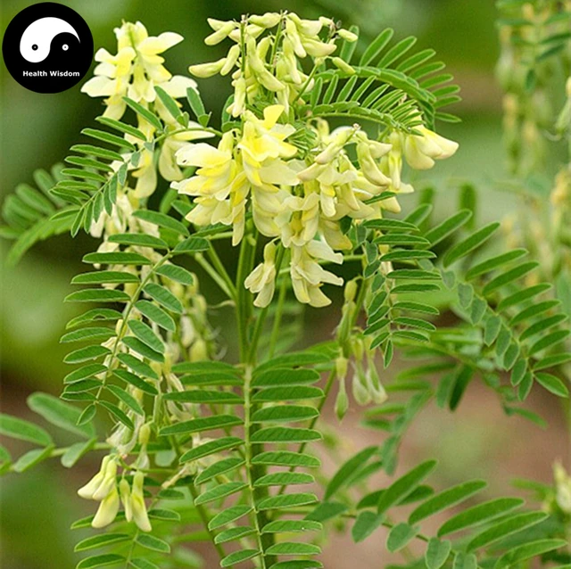 Buy Real Astragalus Seeds 100pcs Plant Medicinal Herbal Radix Astragali