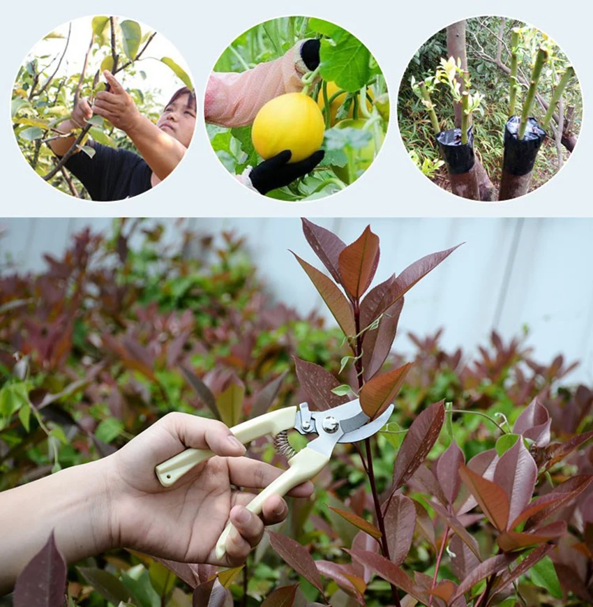 O1CN011Q1ZJI9ALveiwsE_!!2261571916